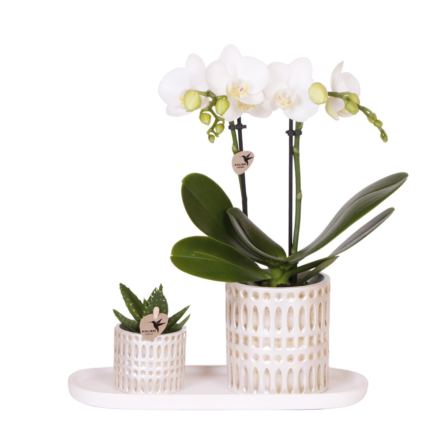 | Plantenset Le Chic small | Witte Phalaenopsis Orchidee Amabilis en Succulent incl. keramieken sierpotten op crème organisch dienblad