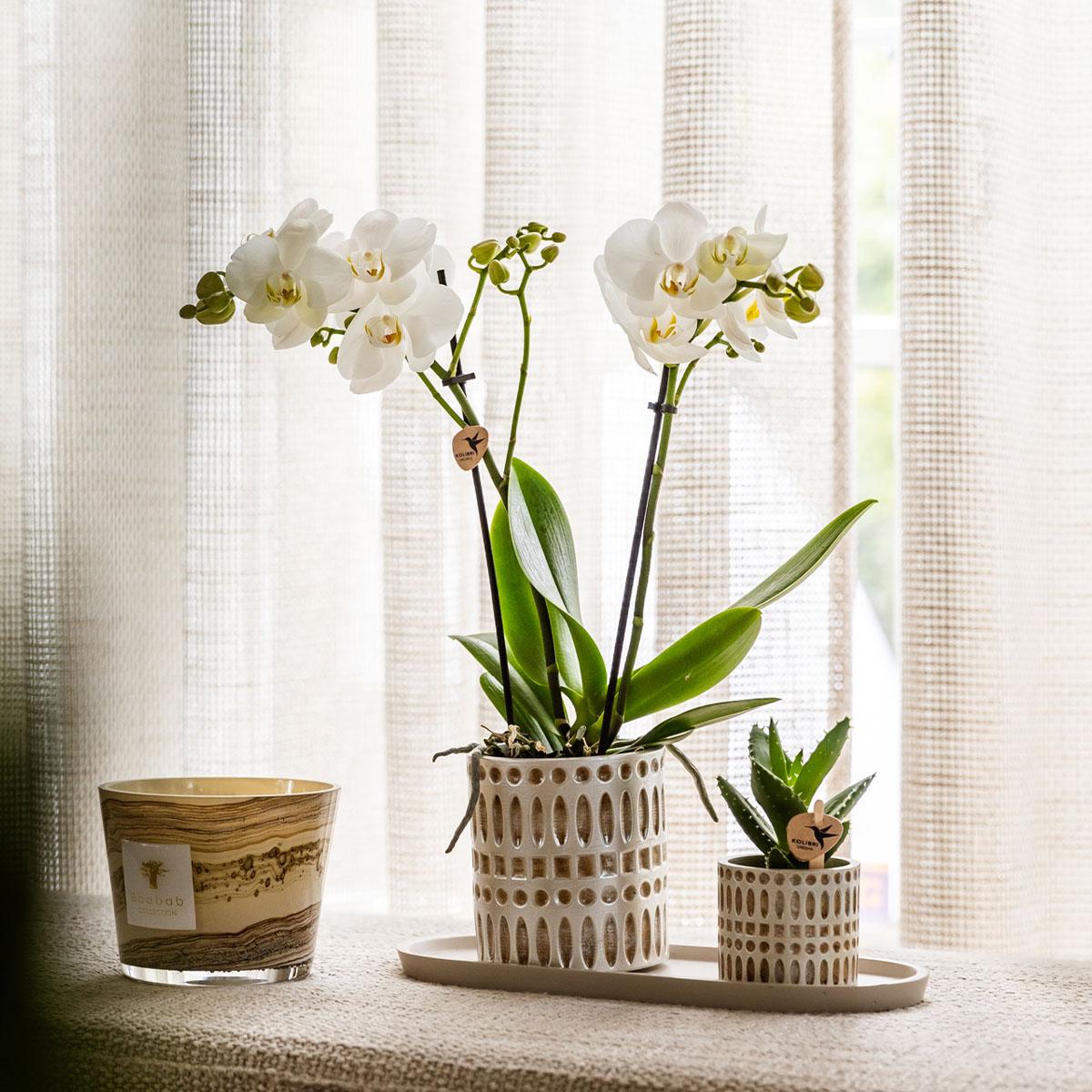 | Plantenset Le Chic small | Witte Phalaenopsis Orchidee Amabilis en Succulent incl. keramieken sierpotten op crème organisch dienblad