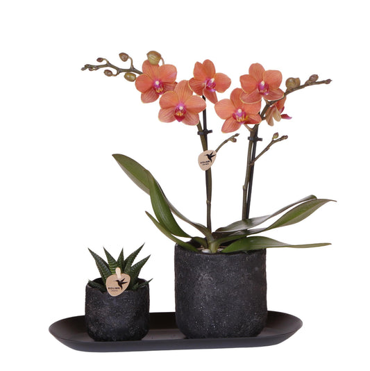 | Plantenset Home Hub small | Oranje Phalaenopsis Orchidee Bolzano en Succulent incl. keramieken sierpotten op zwart dienblad