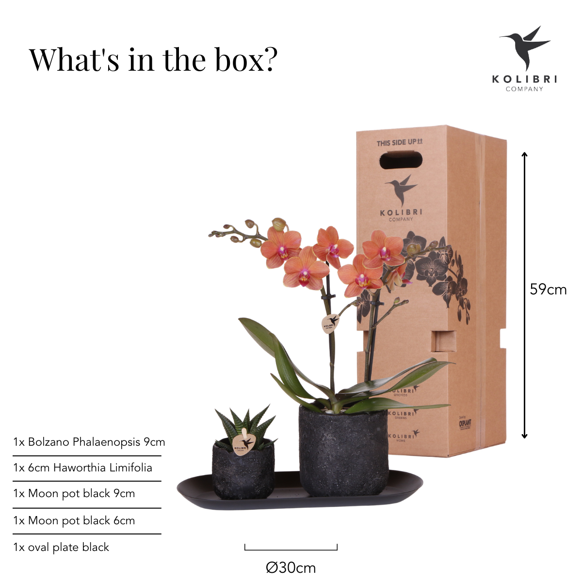 | Plantenset Home Hub small | Oranje Phalaenopsis Orchidee Bolzano en Succulent incl. keramieken sierpotten op zwart dienblad