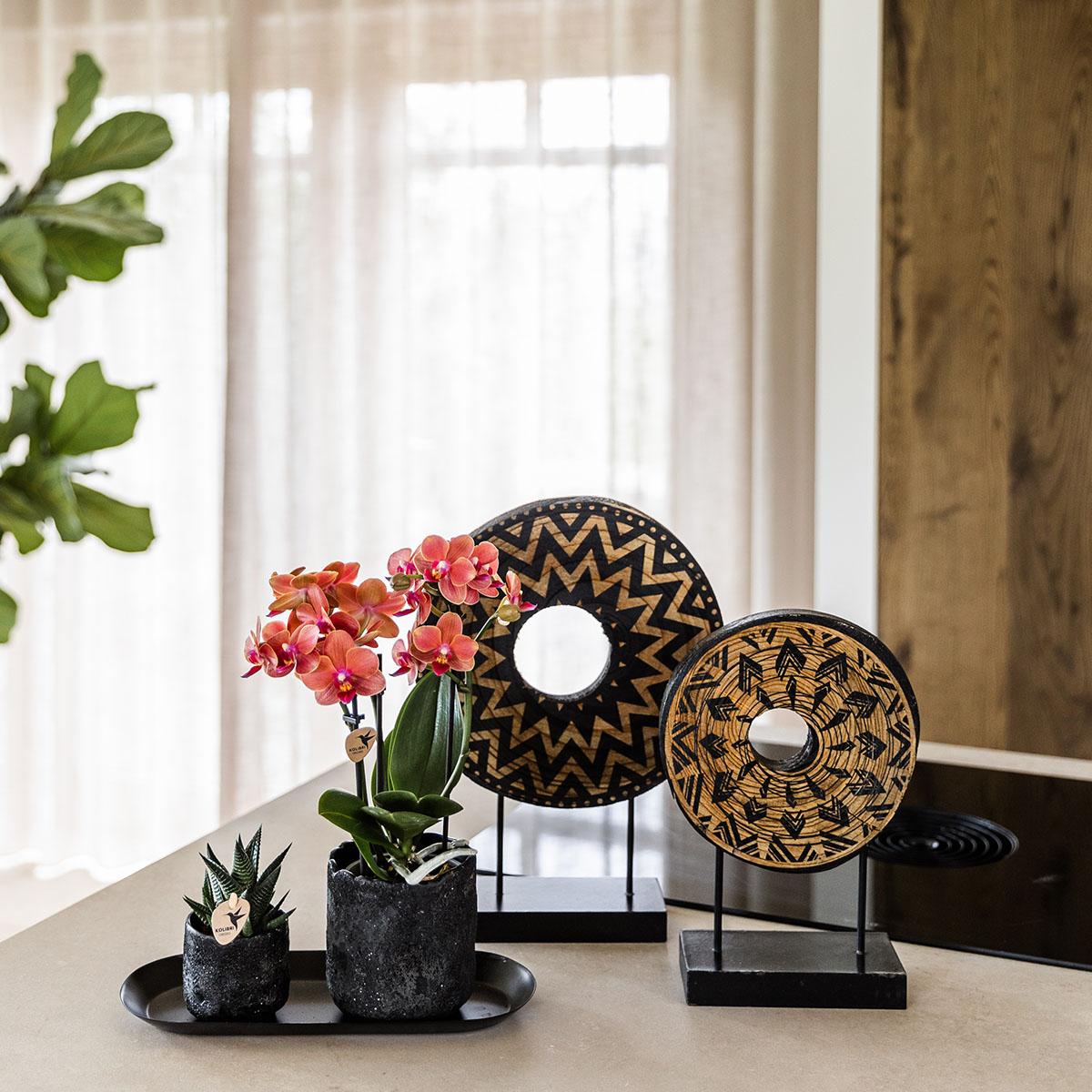 | Plantenset Home Hub small | Oranje Phalaenopsis Orchidee Bolzano en Succulent incl. keramieken sierpotten op zwart dienblad