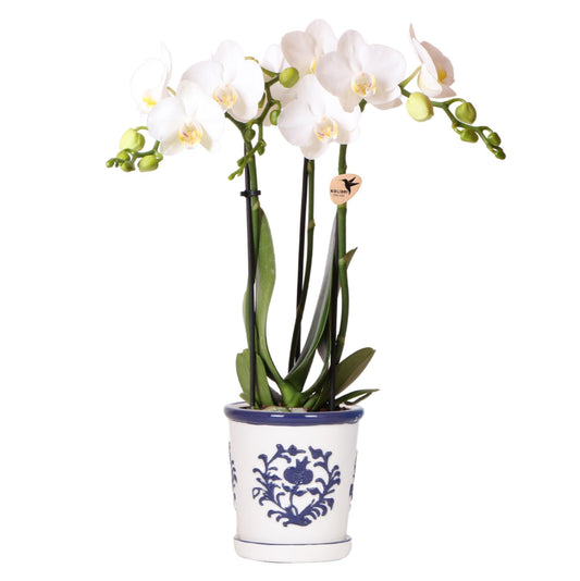 | witte orchidee Amabilis + Malaga sierpot blauw - potmaat Ø9cm | bloeiende kamerplant - vers van de kweker - Kolibri Orchids