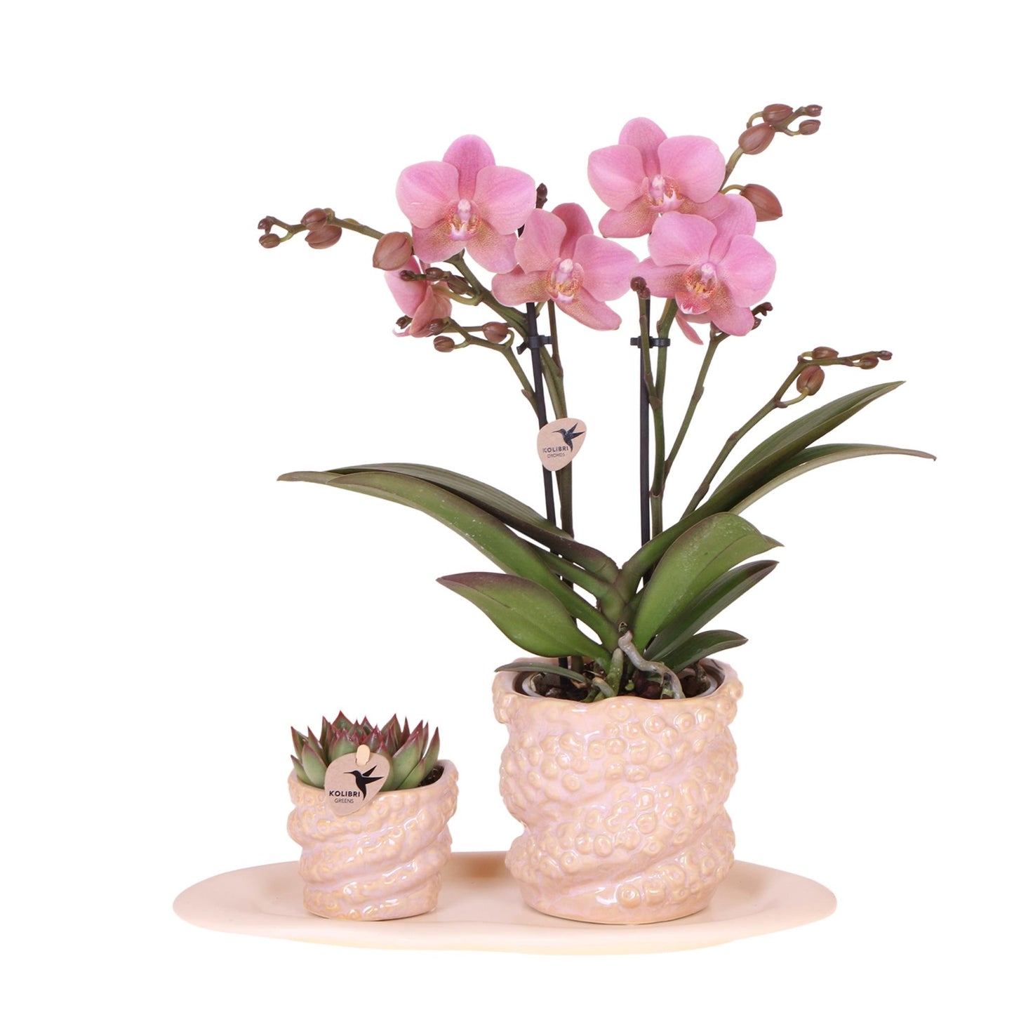 | Gift set Octopus Pink small | Groene plant met oudroze Phalaenopsis orchidee in Octopus pink sierpotten op wit organisch dienblad -