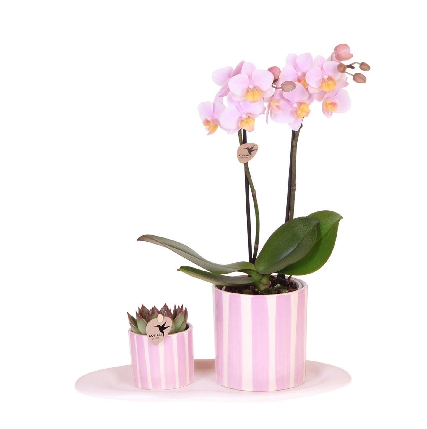 | Gift set Mediterranean Sunset small | Groene plant met roze Phalaenopsis orchidee Andorra in Painted Stripe sierpotten op wit organisch dienblad