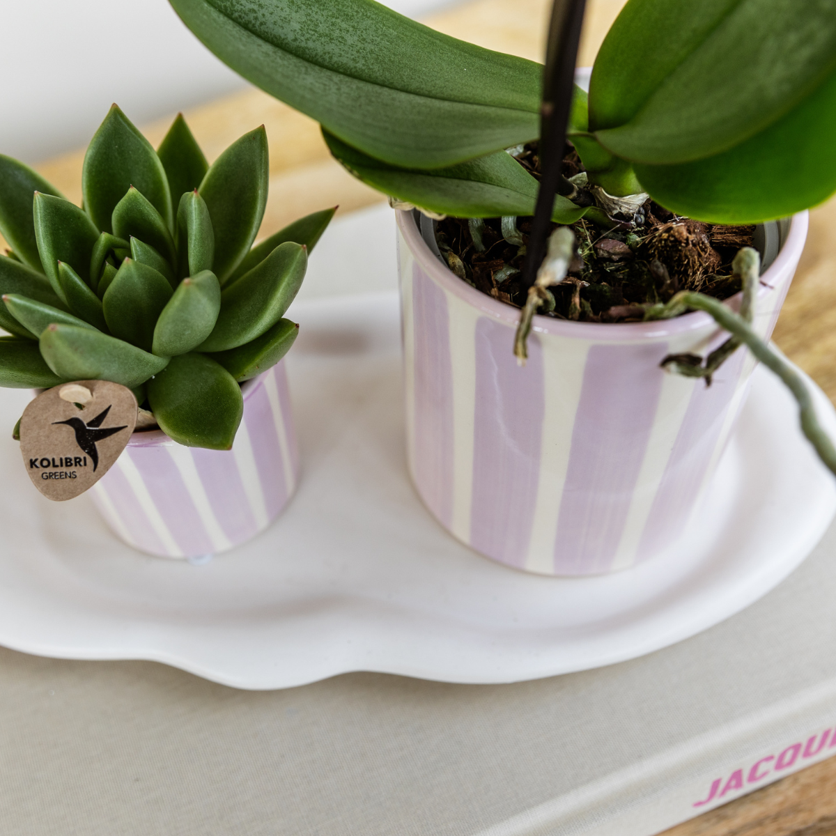 | Gift set Mediterranean Sunset small | Groene plant met roze Phalaenopsis orchidee Andorra in Painted Stripe sierpotten op wit organisch dienblad