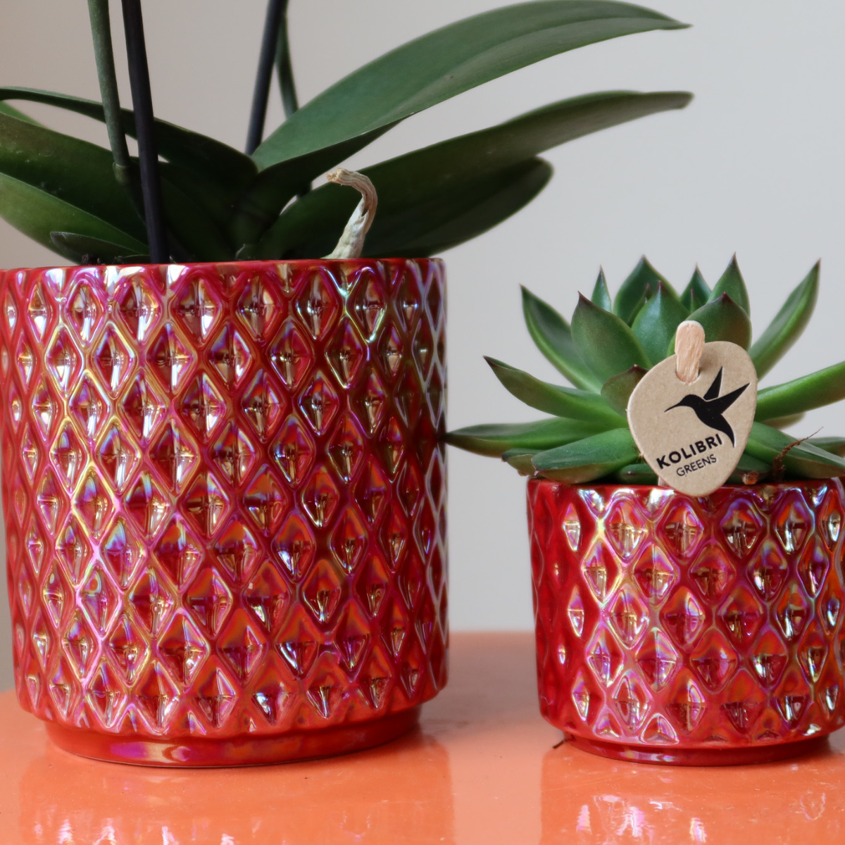 | rode phalaenopsis orchidee Congo + Pearl Pot rood - potmaat Ø9cm | bloeiende kamerplant - vers van de kweker