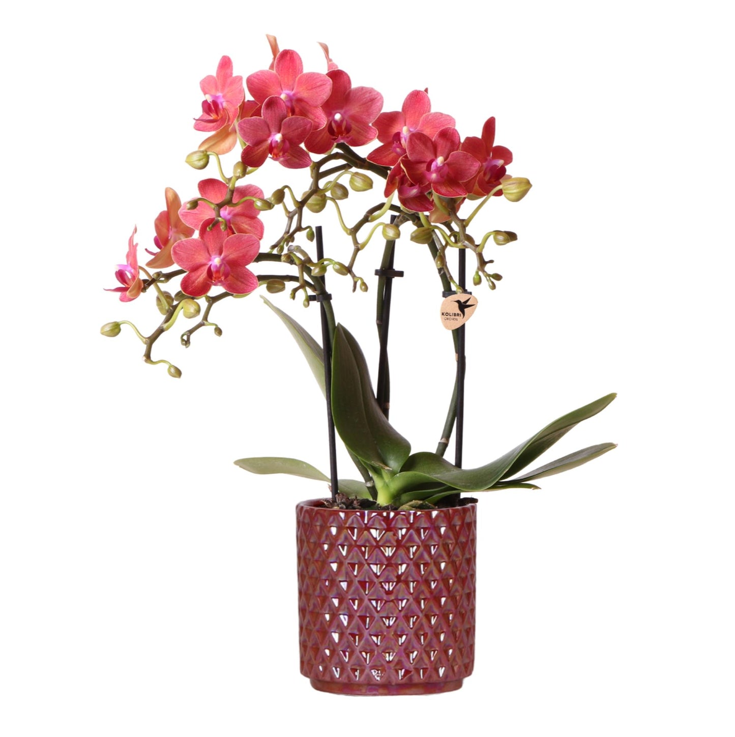 | rode phalaenopsis orchidee Congo + Pearl Pot rood - potmaat Ø9cm | bloeiende kamerplant - vers van de kweker